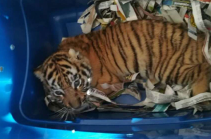 Собака-ищейка спасла тигрёнка из почтового контейнера (Видео)