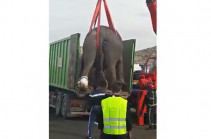 Трассу в Испании пришлось перекрыть из-за сбежавших слонов