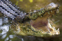 Australia crocodile: Skull identified as part of new extinct species