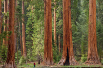 ԱՄՆ իշխանությունները հայտարարել են՝ առաջիկա 10 տարում 1 միլիարդ ծառ են տնկելու