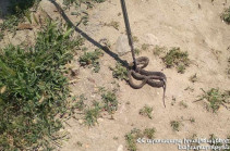 Спасатели поймали в Ереване и регионах Армении семь змей