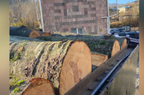 Անտառտնտեսության ծառերը բենզասղոցով հատել են և բեռնել «ԿամԱԶ»-ը