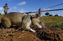 Азербайджанцы используют крыс для разминирования территории Нагорного Карабаха