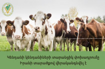 Восстановлены транзитные перевозки крупного рогатого скота из Армении по территории Ирана