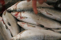 Սյունիքի պարեկները ապօրինի ձկնորսության դեպք են բացահայտել