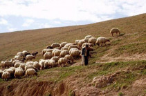 «Ни один из наших пастухов не пересекал границу»: Из какой общины был заблудившийся пастух?