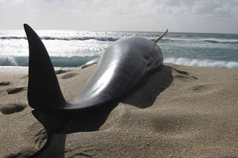 В Новой Зеландии спасли 18 из 25 дельфинов-самоубийц