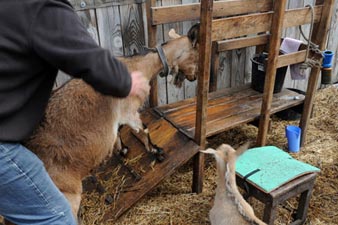 В Германии задумались о правах животных – скотоложство запретят