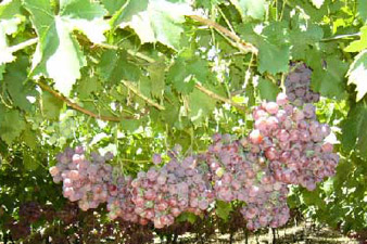Виноделию в Арени уже 6 тысяч лет  