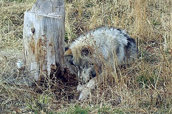 18 sheep killed by wolves in Karinj village 