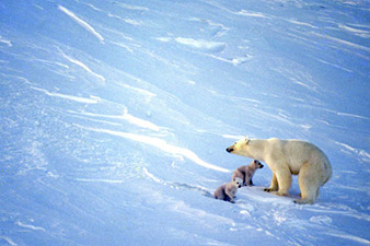 В Арктике появятся на свет 5 тысяч белых медвежат