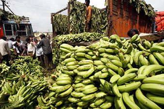 Мир может остаться без бананов. Предупреждение ООН