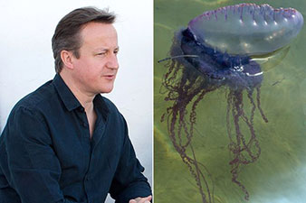 Британского премьер-министра ужалила медуза 