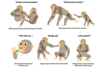 Chimpanzee language: Communication gestures translated