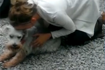 Շունը, տեսնելով տիրուհուն,  ուրախությունից ուշագնաց է եղել (Տեսանյութ)