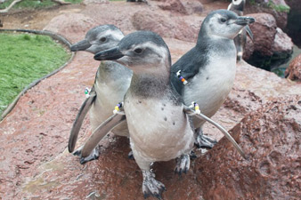 World's first test-tube penguin born