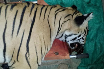 'Man-eating' tiger shot dead in India's Maharashtra