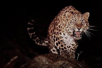 Indian woman, armed only with farm tools, fights off leopard