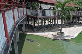 Thailand woman dead after jumping into crocodile pit    