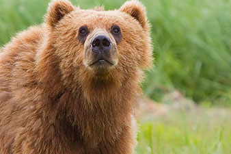 Медведь сбежал из ресторана в Цахкадзоре