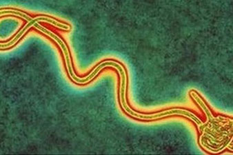 ВОЗ направит в Африку сыворотку из крови вылечившихся от Эболы пациентов