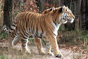 Russia set for first joint tiger census with China