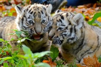Два амурских тигра появились на свет в Рижском зоопарке