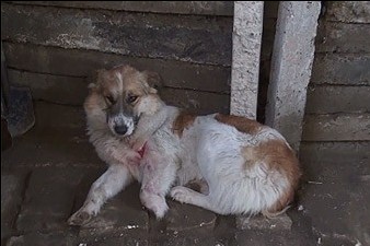 Պատմություն շան մասին, որ փրկեց դիրքի տղերքին. Լեսսի (Տեսանյութ)