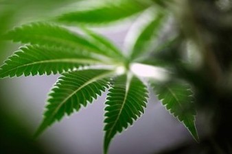 На Ямайке легализовали марихуану