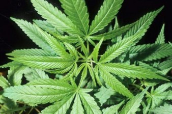 Аляска стала третьим из американских штатов, легализовавшим марихуану