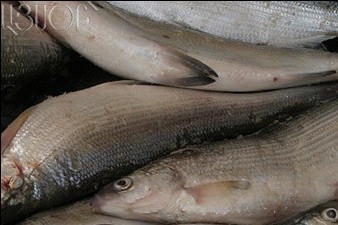 Պարզաբանում, թե ինչու հայկական վեց ընկերության արգելվել է ձուկ արտահանել ՌԴ