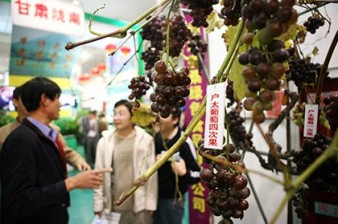Китай стал мировым лидером по производству вина