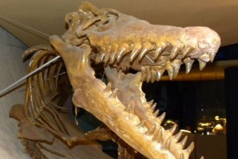 На Урале впервые найден скелет морского динозавра