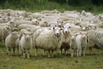 Վայոց ձորում Ford Transit-ը մխրճվել է ոչխարի հոտի մեջ, 70 ոչխար ու գառ սատկել է