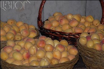 В этом году ожидается крупный урожай абрикосов