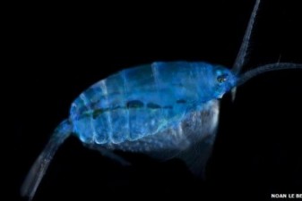 Ocean's hidden world of plankton revealed in 'enormous database'