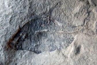 60M-year-old fossil can’t convince creationist that Earth is older than 6,000 years