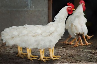 KFC Is Going to Court to Dispel Rumors of GMO Spider Chickens