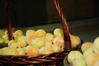 “Айкакан жаманак”: Экспортировано около 3 тыс тонн абрикосов
