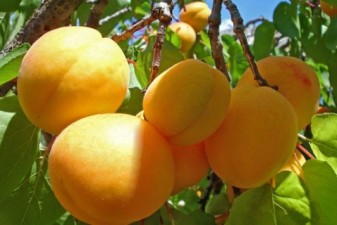 «Жоховурд»: Армянские абрикосы пока не появились на прилавках столицы РФ