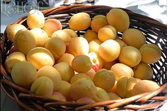 Из Армении экспортировано более 9 тыс тонн абрикосов
