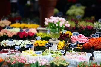 Россия запретила импорт цветов из Нидерландов