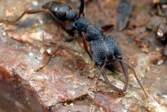 Австралиец прожил шесть дней, питаясь муравьями
