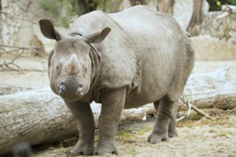 Один из четырех последних белых носорогов в мире умер в зоопарке Калифорнии