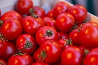 Россельхознадзор запретил ввоз из Армении 22 т томатов с южноамериканской молью