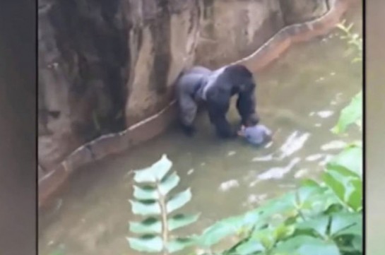 Американские зоозащитники хотят наказать родителей ребенка, упавшего в вольер с гориллой