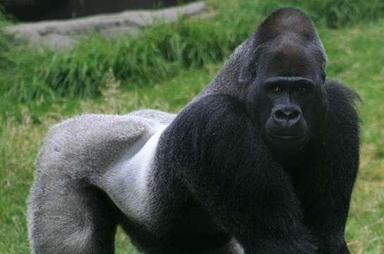 Директор зоопарка в Цинциннати: Решение застерлить горилу было верным