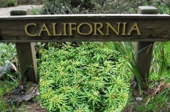 Կալիֆոռնիայում մարիխուանան ցանկանում են օրինականացնել