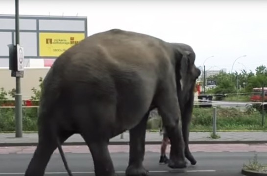 Слониха Майя прогуливается по улицам Берлина (Видео)