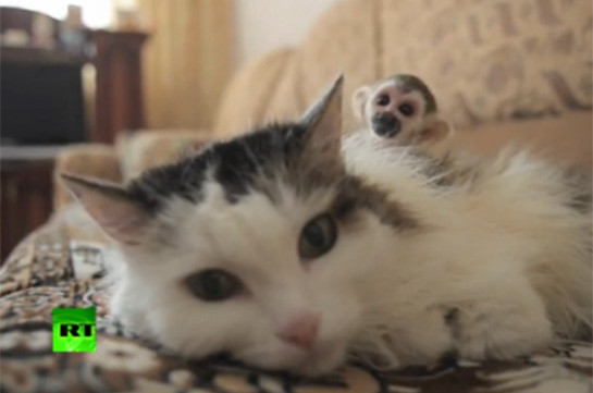 В Тюмени домашняя кошка заменила брошенной обезьянке маму (Видео)